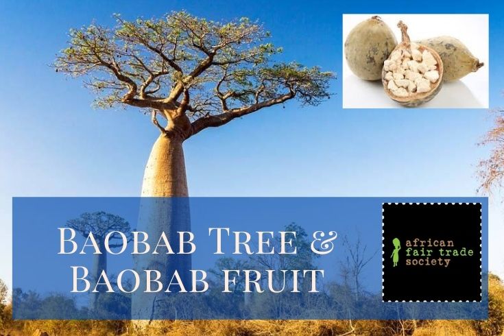 Baobab Tree - Some Crucial Information You Must Be Aware of!